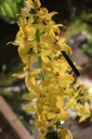 Nom du fichier=fleur_Calanthe_sieboldii.JPG
Taille du fichier=29Ko
Dimensions : 299x448
Ajouté le : 20 Janvier 2013 fleur_Calanthe_sieboldii.JPG