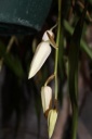 fleur_Coelogyne.JPG
