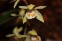 fleur_Coelogyne_lentiginosa.JPG