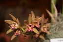 fleur_Cymbidium_pumilum.JPG
