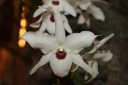 fleur_Dendrobium_lituiflorum_var_Alba.JPG
