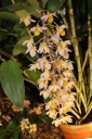 fleur_Dendrobium_mousme.JPG
