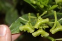 fleur_Epidendrum_difforme.JPG