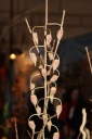 fleur_Gondora_sp_columbia.JPG
