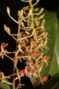 fleur_Liparis_latifolia.JPG