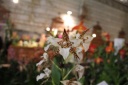 fleur_Odontoglossum_x_humeanum.JPG