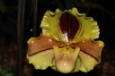 fleur_Paphiopedilum_Lippewundes_Anja.JPG