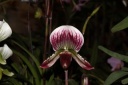 fleur_Paphiopedilum_Maudoa_x_Gloriosum.JPG