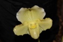 fleur_Paphiopedilum_Scorceses_Stone.JPG