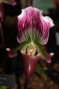 fleur_Paphiopedilum_callosum.JPG