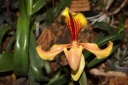 fleur_Paphiopedilum_villosum.JPG