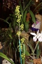 fleur_Polystachia_zambesiaca.JPG