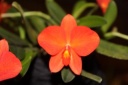 Nom du fichier=fleur_Sophronnitis_coccinea.JPG
Taille du fichier=21Ko
Dimensions : 448x299
Ajouté le : 20 Janvier 2013 fleur_Sophronnitis_coccinea.JPG