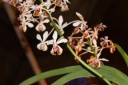 Nom du fichier=fleur_Vanda_lamellata_var_boxalli.JPG
Taille du fichier=28Ko
Dimensions : 448x299
Ajouté le : 20 Janvier 2013 fleur_Vanda_lamellata_var_boxalli.JPG