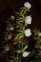 Nom du fichier=hampe_Angraecum_eburneum_superbum.JPG
Taille du fichier=24Ko
Dimensions : 299x448
Ajouté le : 20 Janvier 2013 hampe_Angraecum_eburneum_superbum.JPG