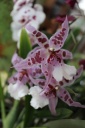 nouvelle_floraison_beallara~0.JPG