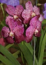 vanda_anco.jpg