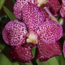 vanda_anco_F.jpg
