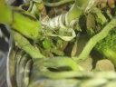 C_mossiae_28329.JPG