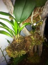 Systeme_irrigation_28429.JPG