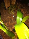 Systeme_irrigation_28929.JPG