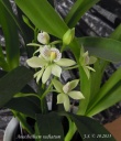 Anacheilium_radiatum_2.JPG