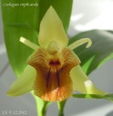 Coel__triplicatula_7~0.JPG