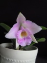 Dscn3626.jpg