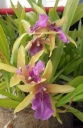 Nom du fichier=Miltonia_sunset_fleur.jpg
Taille du fichier=119Ko
Dimensions : 524x800
Ajouté le : 11 Juin 2014 Miltonia_sunset_fleur.jpg