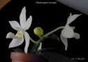 Phal__tetraspis_9.jpg
