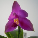 Nom du fichier=Phal__violacea_blue_x_violacea_coerulea__3.JPG
Taille du fichier=45Ko
Dimensions : 595x600
Ajouté le : 19 Juillet 2013 Phal__violacea_blue_x_violacea_coerulea__3.JPG