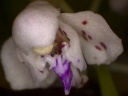 orchidee-05.jpg