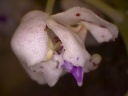 orchidee-07.jpg