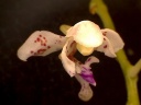 Nom du fichier=orchidee-14.jpg
Taille du fichier=39Ko
Dimensions : 600x450
Ajouté le : 17 Juin 2013 orchidee-14.jpg