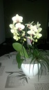 compo_orchid.jpg