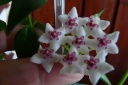 Hoya_Bella_28329_5B800x6005D.JPG