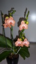 100_2579.JPG