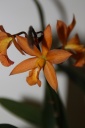 Cattleya_hybride_2.jpg