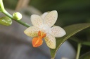 Phal_mini_mark.jpg