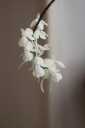 aerangis_citrata_1.jpg