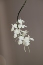 aerangis_citrata_2.jpg