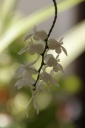 aerangis_citrata_3.jpg