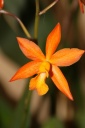 cattleya_hybride.jpg