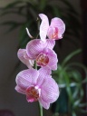 phala_28480x64029~0.jpg