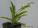 Nom du fichier=Angraecum_eburneum_1.JPG
Taille du fichier=96Ko
Dimensions : 800x600
Ajouté le : 03 Août 2013 Angraecum_eburneum_1.JPG