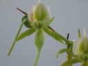 Angraecum_eburneum_3.JPG