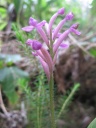 Nom du fichier=Arnottia_mauritiana.JPG
Taille du fichier=124Ko
Dimensions : 600x800
Ajouté le : 17 Août 2013 Arnottia_mauritiana.JPG