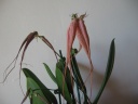 Bulbophyllum_sp.JPG