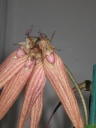 Nom du fichier=Bulbophyllum_sp1.JPG
Taille du fichier=113Ko
Dimensions : 600x800
Ajouté le : 11 Août 2013 Bulbophyllum_sp1.JPG