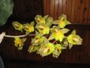 Catasetum_X.JPG